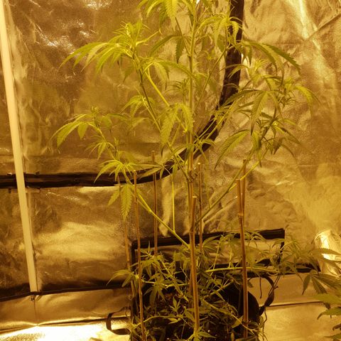 "Super smelly pussy" #1 growlog photo: After a defoliation