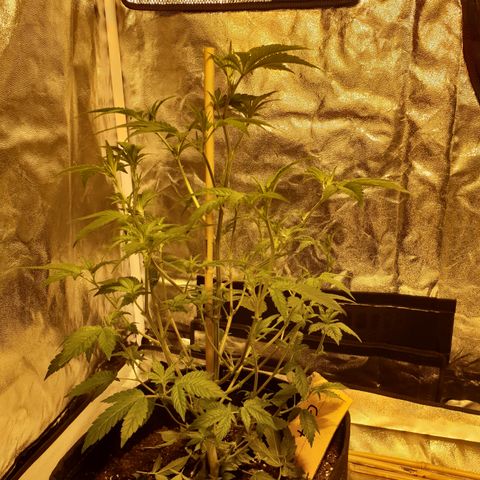 Grodd growlog photo: After defoliation