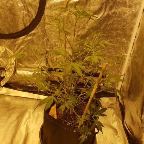King Tut growlog photo: After defoliation