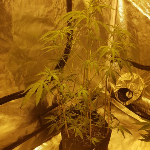 "Super smelly pussy" #1 growlog photo: 77cm