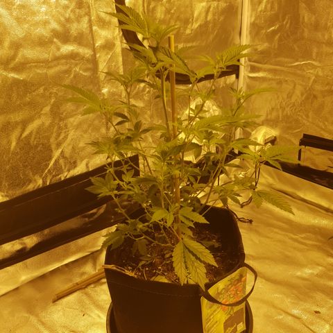 Grodd growlog photo: 46.5cm