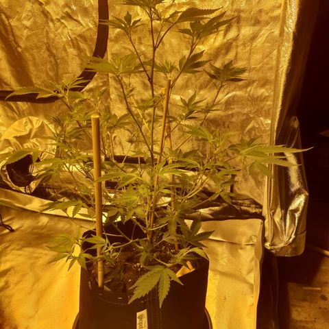 King Tut growlog photo: 56cm