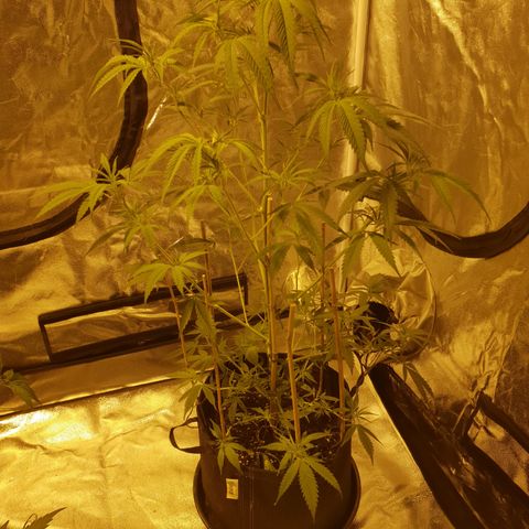 "Super smelly pussy" #1 growlog photo: 77.5cm