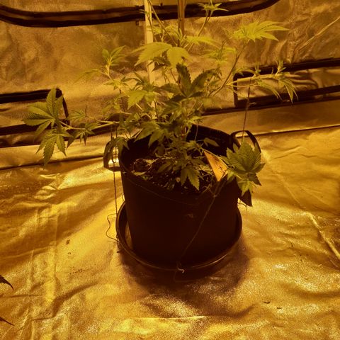 Grodd growlog photo: 48.5cm