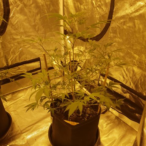 King Tut growlog photo: 59cm