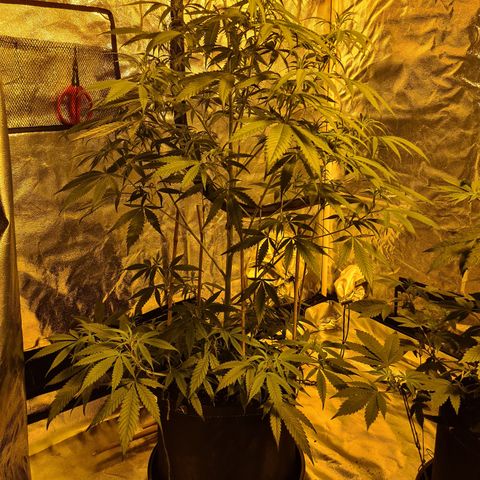 "Super smelly pussy" #1 growlog photo: 87cm