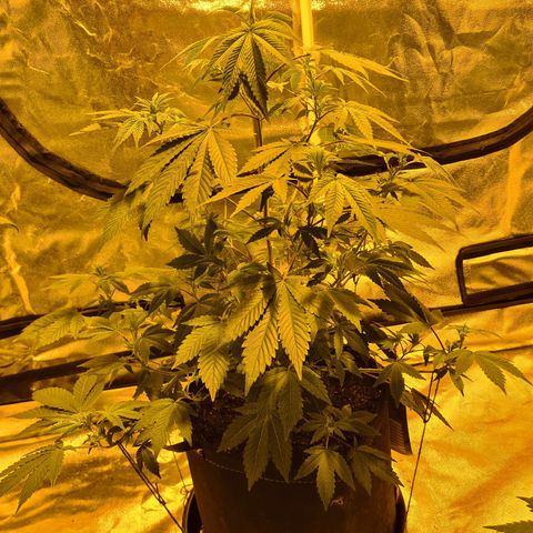 Grodd growlog photo: 53cm
