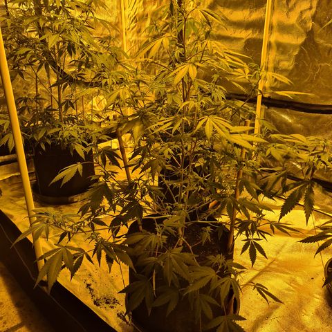 King Tut growlog photo: 66.5cm
