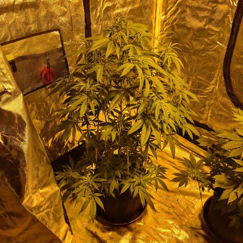 "Super smelly pussy" #1 growlog photo: 88cm