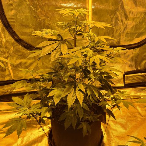 Grodd growlog photo: 55cm