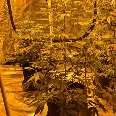 King Tut growlog photo: 68cm