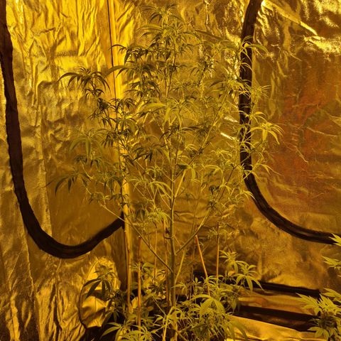 "Super smelly pussy" #1 growlog photo: 101.5