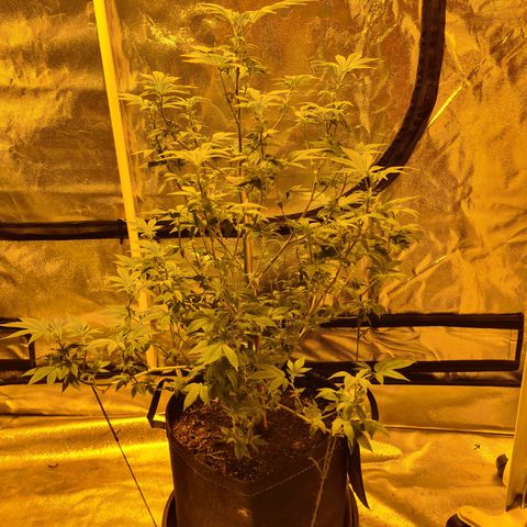 Grodd growlog photo: 63cm
