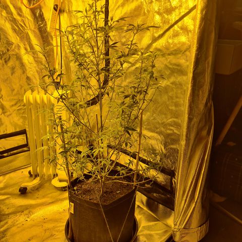 King Tut growlog photo: 86.5cm