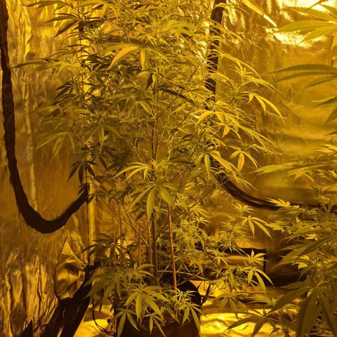 "Super smelly pussy" #1 growlog photo: 108cm