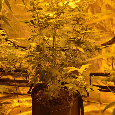 Grodd growlog photo: 67cm