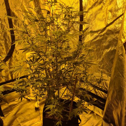 King Tut growlog photo: 96cm