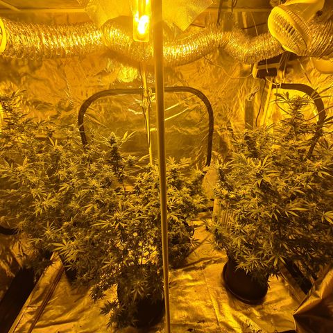 King Tut growlog timeline photo