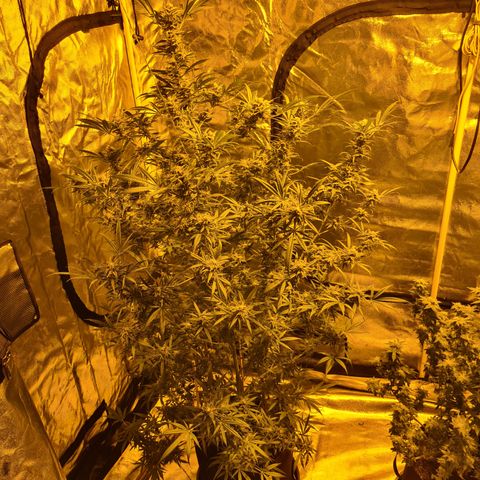 "Super smelly pussy" #1 growlog timeline photo