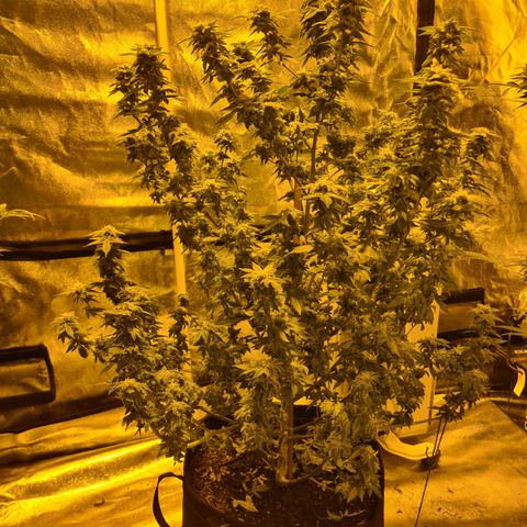 Grodd growlog photo: Has to trim it today, cos I found signs of powdery mildew on a number of leaves.. thought I had caught it, but seems not. Will watch it now that its been trimmed back and see how it goes.. hopefully she gets through this next week or so to harvest.