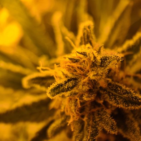"Super smelly pussy" #1 growlog photo: Macroshot of crown bud.