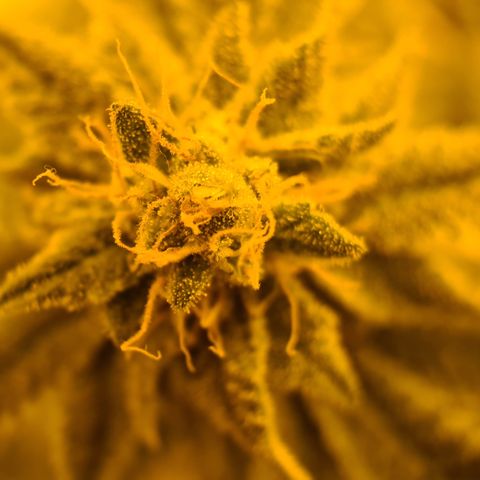 Grodd growlog photo: Macroshot of crown bud.