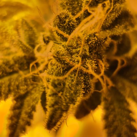 Grodd growlog timeline photo