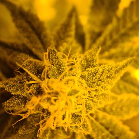 Grodd growlog timeline photo