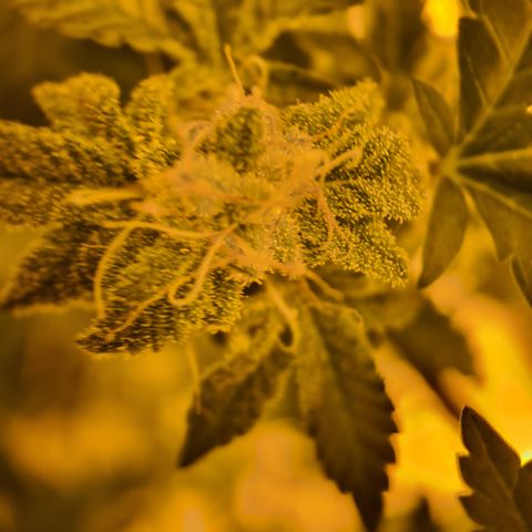 Grodd growlog timeline photo