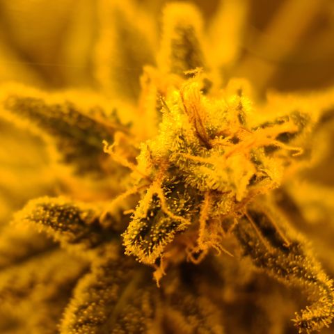 "Super smelly pussy" #1 growlog timeline photo