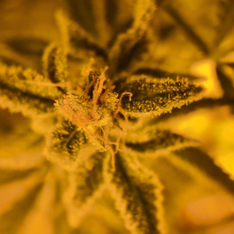 "Super smelly pussy" #1 growlog timeline photo