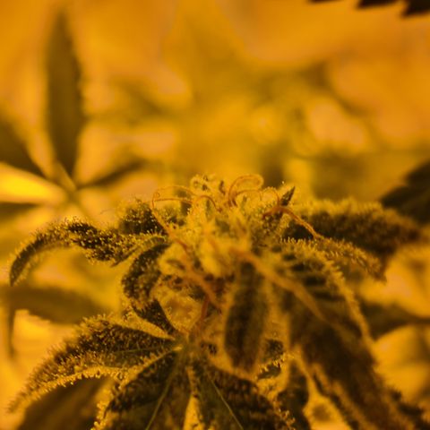 "Super smelly pussy" #1 growlog timeline photo