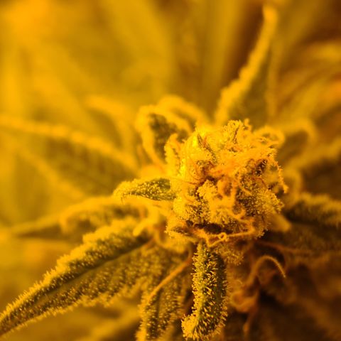 "Super smelly pussy" #1 growlog timeline photo