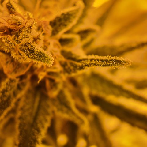"Super smelly pussy" #1 growlog timeline photo