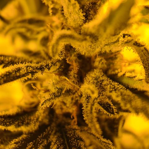 "Super smelly pussy" #1 growlog timeline photo