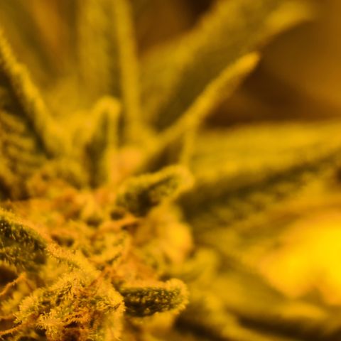 "Super smelly pussy" #1 growlog timeline photo