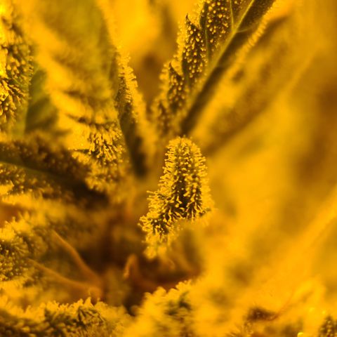 "Super smelly pussy" #1 growlog timeline photo