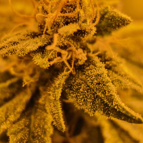 Grodd growlog timeline photo