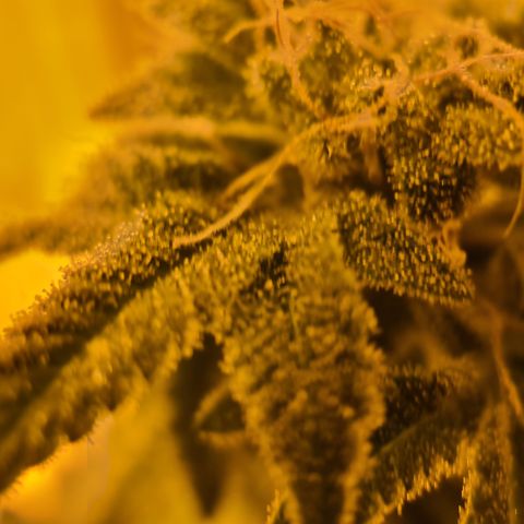 Grodd growlog timeline photo