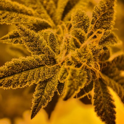 Grodd growlog timeline photo