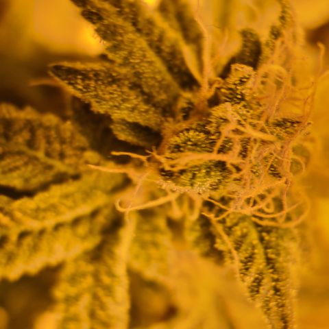 Grodd growlog timeline photo
