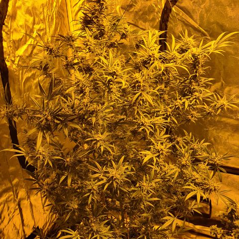 "Super smelly pussy" #1 growlog photo: Very close to harvest.. as far as i can tell, 90% pistols have changed colour from white to red.. but trichomes still look clear.. checking each day for the change, using what I have which is kind of limited.. im trying to see if I can spot the point where most are milky but some have turned more amber.. apparently just about the perfect time to harvest depending on desired end result.. more amber apparentlapparently meaning more resin but also more narcotic or 'couch lock' effect. See how it goes..