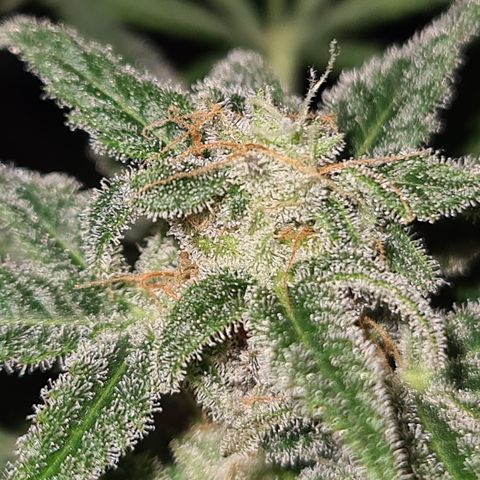 "Super smelly pussy" #1 growlog timeline photo
