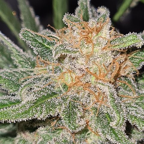 "Super smelly pussy" #1 growlog timeline photo