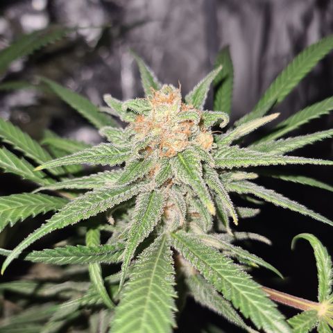 "Super smelly pussy" #1 growlog timeline photo