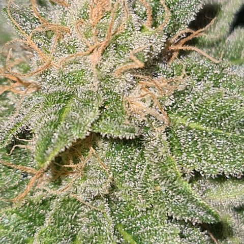 Grodd growlog timeline photo