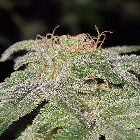 Grodd growlog timeline photo