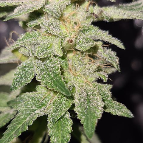 Grodd growlog timeline photo