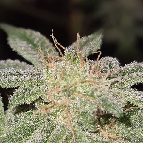 Grodd growlog timeline photo