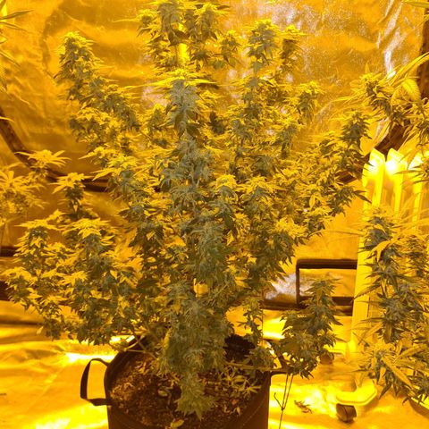 Grodd growlog timeline photo